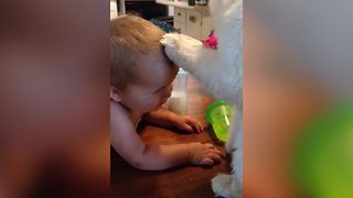 An Unusual Friendship Between A Cat And A Toddler Boy