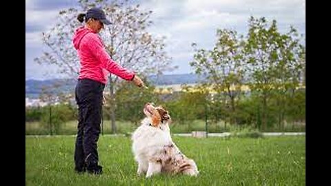 Guard Dog Training Step by Step!