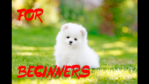 TOP 10 BEST DOG BREEDS FOR BEGINNNERS - FIRST TIME DOG OWNERS