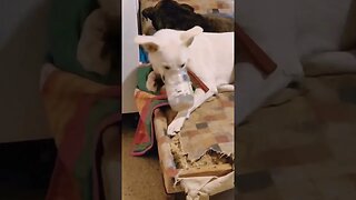 🙀🙀 THAT MOMENT!!! 🤣🤣 #funny #dog #colliepyrenees #playful #slomo #youtube #pamperedpets #whitedog