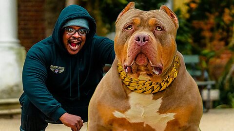 Meet "Matrix" An ABKC Show Winning American Bully Stud | Bully's From UK