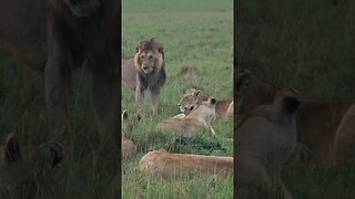 Wildlife Sightings Today 04/04/23 (Lions, etc) | Lalashe Maasai Mara | #shorts | #ShortsAfrica