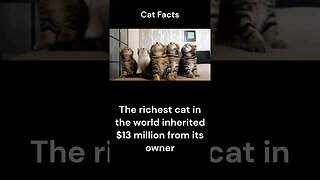 Cat Facts #shorts #youtubeshorts #cat #facts #Humor
