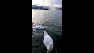 White bird enjoy lake in Switzerland