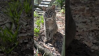 Oh My Goodness!! What a PRECIOUS way to start the morning!!Good Morning Little Summer Bobcat!