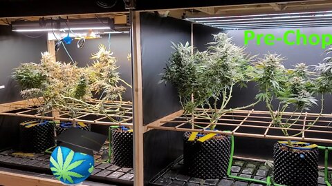 LED/HPS Flwr Mix Grow - Post-Harvest (Conclusions/Thoughts) FT. Mars Hydro SP6500