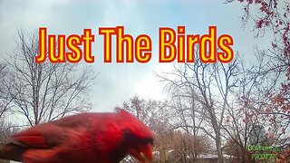 JUST THE BIRDS AGAIN! ANOTHER AMAZING Video From ComputerChick Trail Cam