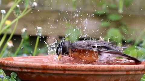 American Robin Takes a Quick Bath