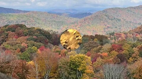 Ashe County, NC Fall Leaves Changing Colors Leaf Seekers