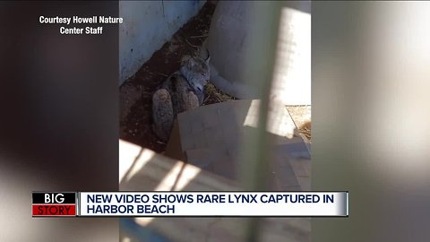 Lynx caught in lower peninsula was first in more than 100 years