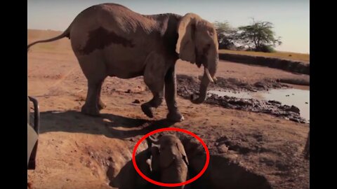 After This Baby Elephant Fell Into A Well Rescuers Braved The Wrath Of Her Mom To Free Her