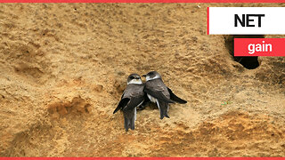 Sand martins return to nests following bitter dispute over netting of cliff sides