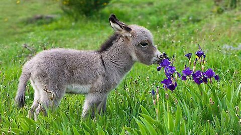 Cute Baby Donkeys █▬█ █ ▀█▀