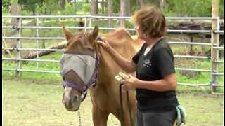 Rescued horses making progress