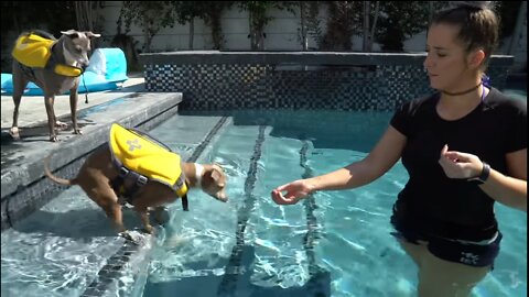 Teaching my dogs how to swim