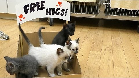 Adorable Kitties Offer Free Hugs