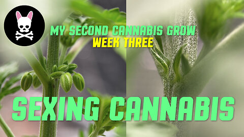 My Second Cannabis Grow - Male vs Female - Ice Cream Cake - Beginner Cannabis Cultivation Part 3