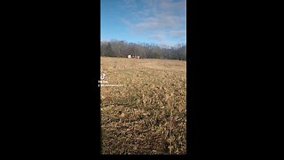 Happy cows and calves.