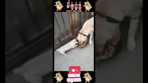33_😂🐶😂 Baby Dogs - Cute and Funny Dogs Video 😂🐶😂 (2022)