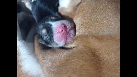 Cute Beagle Puppies! NewBorn!!!