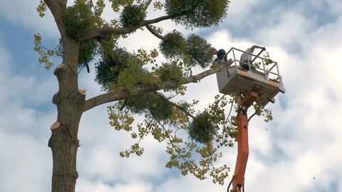 Tree Service and Tree Removal in Newton MA by Boston MA Tree Pros