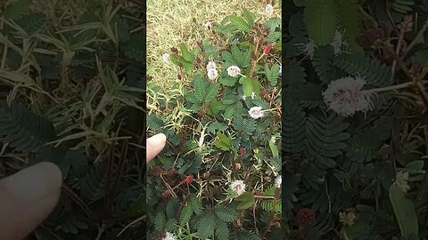 don't touch me plant 🌿🍀#shortvideo #treding