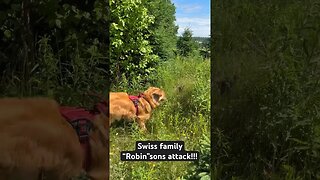 Swiss Family “Robin”sons attack!!!! #goldenretrievers #retriever #pei #birds #attack #danger