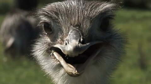 Funny Face Ostrich Close Up 1