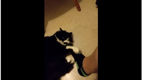 Cat has absurd hatred of socks