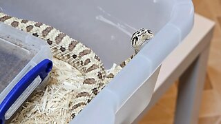 Power was Out! Let's Look at some of the Hognose... (Pogo, Clefarious & Chaz)