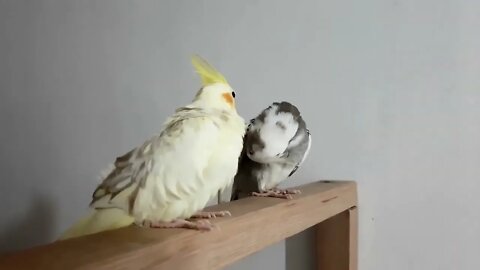4K HDR Video – Beautiful Lovebird | Budgies and Cockatiel Birds Playing and Feeding-4