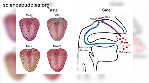 Science Sundays: Sense of Smell Experiment (Full Experiment)