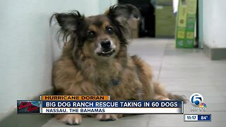 Big Dog Ranch Rescue taking in 60 dogs from Bahamas after Hurricane Dorian
