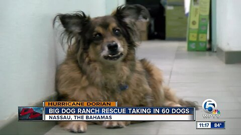 Big Dog Ranch Rescue taking in 60 dogs from Bahamas after Hurricane Dorian