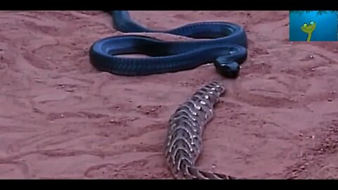 Snake Fighting Action