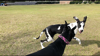 Agile Great Dane and Puppy Love to Run and Play with their Jolly Ball