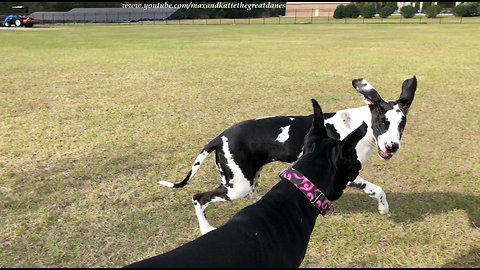 Agile Great Dane and Puppy Love to Run and Play with their Jolly Ball