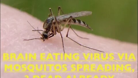 Mosquitos Spreading Brain Eating Virus, 3 Dead in America