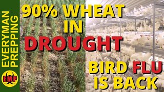 Food Shortages Update - 90% of Wheat Planted in Drought - Bird Flu is Back in the US and UK