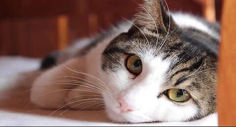 Caturday #CatsofInstagram #MeowMonday #CatLovers #KittyLove #Purrfect #CatLife #FelineFriends