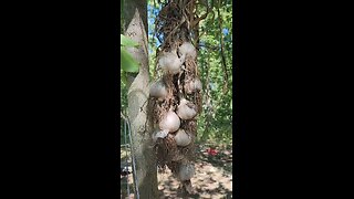 Homestead garden Garlic preserving