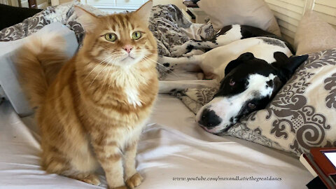 Funny Cat Tries to Convince Lazy Great Danes To Get Out Of Bed