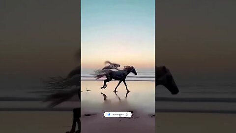 crazy horse animation video