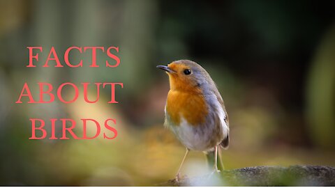 Interesting facts about birds