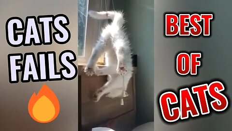 These Cats Are Dumb! | The Ultimate Cat Fails Compilation 💀#cats#fails#funny#compilation