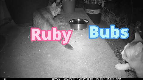 Ruby Hisses At Bubs! 😼
