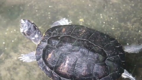 Tortoise swiming water in #naturefuture