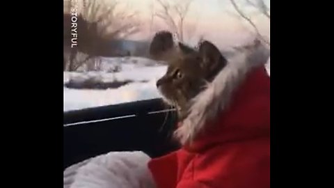 This little kitty can't believe her eyes 🙀❄