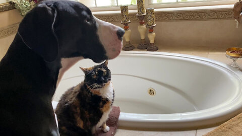 Great Dane & Cat Share Bed, Treats & Some Slobber