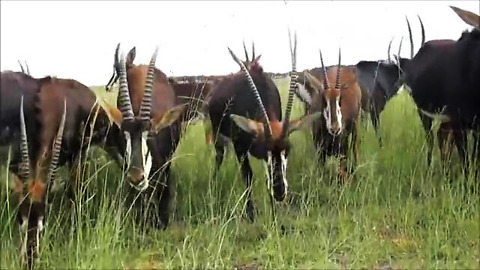 Majestic Sable Antelopes Gather Near Human